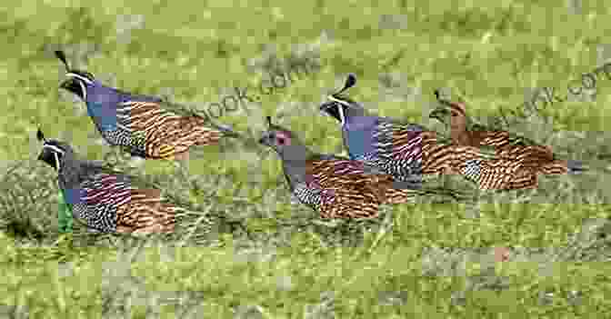 A Group Of Quails In A Field Getting Started With Quail: A Beginners Guide To Happy Healthy Birds (Getting Started With 2)