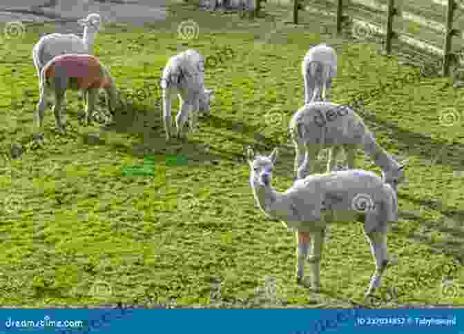 A Herd Of Alpacas Grazing Peacefully In A Field Seriously Mum What S An Alpaca?