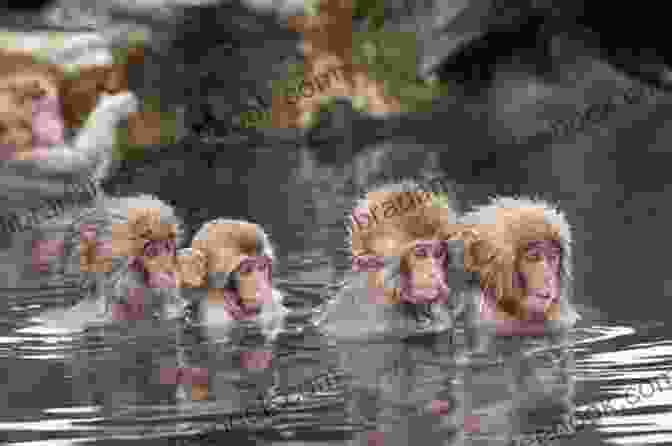 A Japanese Snow Monkey Bathing In A Hot Spring Japanese Snow Monkeys Jennifer Robin