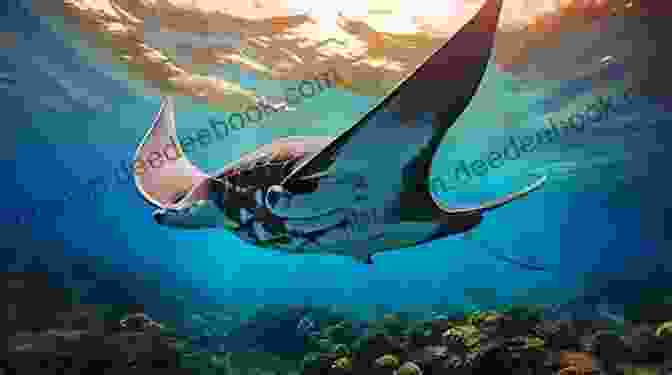 A Majestic Manta Ray Gliding Through The Water, Its Wings Outstretched In An Elegant Dance. Dive For Donkeys Alan Parks