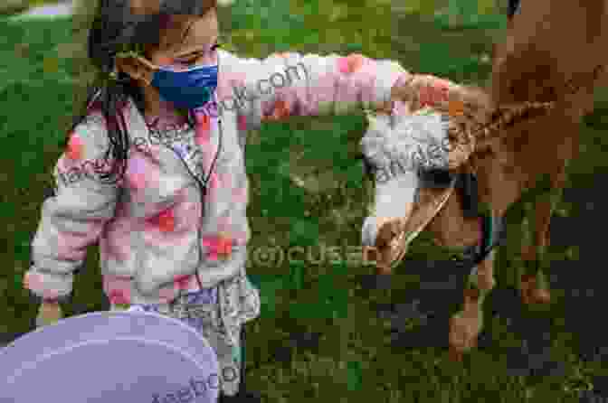 A Young Girl Petting An Alpaca Seriously Mum What S An Alpaca?