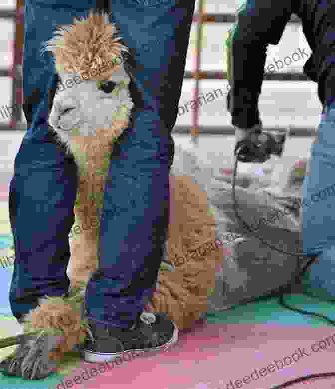 An Alpaca Being Sheared To Collect Its Valuable Fleece Seriously Mum What S An Alpaca?