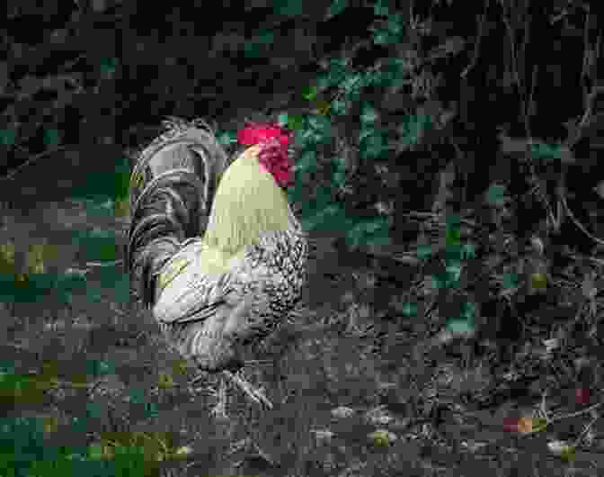 Roland The Rooster Standing Proudly In His Rustic Roost Roland The Rooster: Adventures On A Farm