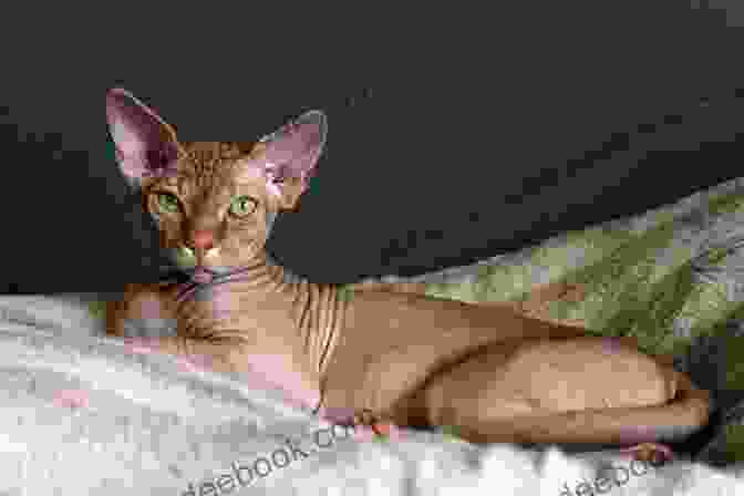 Sphynx Cat Care Guide Sphynx Cat : Sphynx Cat Care Behavior Diet Interaction Costs And Health Care